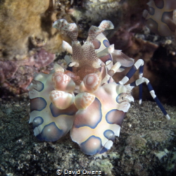 Harlequin Shrimp II by David Owens 